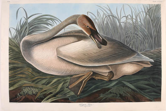 John James Audubon, ‘Trumpeter Swan, Young,’ Plate 376, hand-colored engraving with aquatint from ‘Birds of America,’ Havell edition, 26 inches x 38 1/4 inches, float-mounted and framed: $41,825. Image courtesy of Neal Auction Co.
