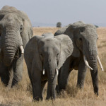 A herd of female African bush elephants photographed in the Serengeti, in Tanzania. In the ten years preceding an international ban in the trade in ivory in 1990, the African elephant population was more than halved from 1.3 million to around 600,000. By 2006, the number had dwindled to about 10,000, due to poaching for the ivory trade. July 29, 2010 photo by lkiwaner, permission to reproduce the image is granted via GNU Free Documentation License, Version 1.2.