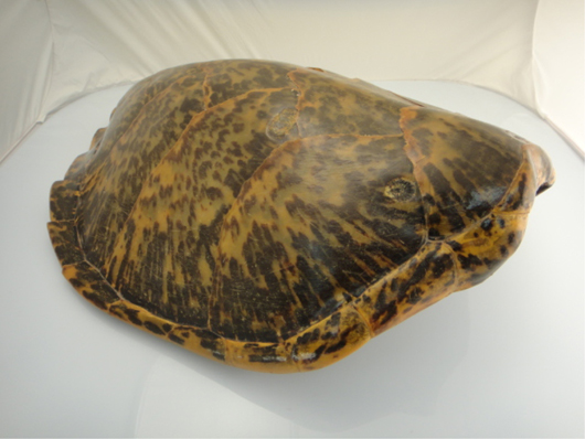 Old shell from skin of sea turtle, $605. 888 Auctions image.   
