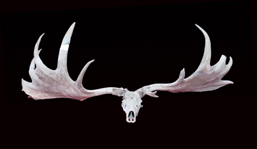 Megaloceros Giganteus, reasonably complete set of antlers of the prehistoric Great Irish Deer, often called the Irish Elk, including 12 points, unmounted spanning 9 feet 1 inch. Image courtesy of Mealy’s Fine Art.