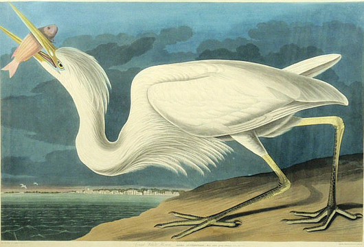 Audubon titled 'Great White Heron.' Estimate: $20,000-$25,000. Image courtesy of Wiederseim & Associates.