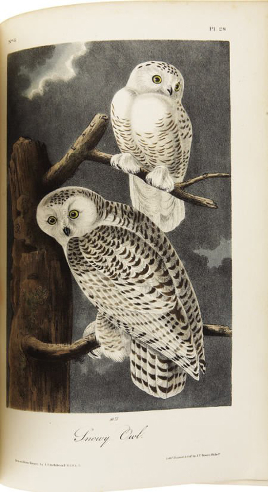 Audubon's rendition of the Snowy Owl. Image courtesy of LiveAuctioneers.com Archive and Heritage Auctions.