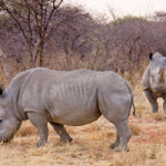 White rhinos in Namibia. Image courtesy of Wikipedia Commons.