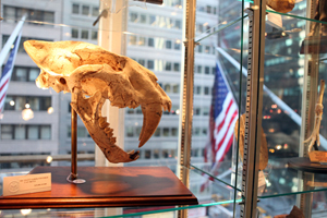 I.M. Chait displayed this giant saber-toothed cat skull at their New York showroom in 2011. Image courtesy of I.M. Chait.