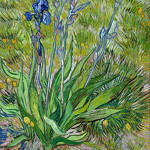 Iris, 1889. Vincent van Gogh, Dutch, 1853 1890. Oil on thinned cardboard, mounted on canvas, 24 1/2 x 19 inches (62.2 x 48.3 cm). National Gallery of Canada, Ottawa.