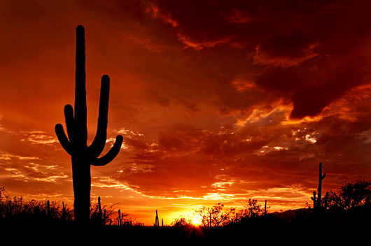 Photo by Saguaro Pictures, licensed under the Creative Commons Attribution 3.0 Unported license.