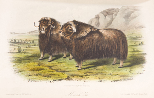 ‘Musk ox,’ an illustration from Audubon & Bachman’s ‘The Quadrupeds of North America,’ est. $3,000-$6,000. Image courtesy of Waverly’s Rare Books.
