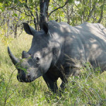 White rhinoceros in Kruger National Park, South Africa. Photo by Esculapio, licensed under the Creative Commons Attribution-Share Alike 3.0 Unported License.