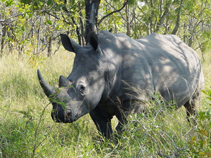 White rhinoceros in Kruger National Park, South Africa. Photo by Esculapio, licensed under the Creative Commons Attribution-Share Alike 3.0 Unported License.