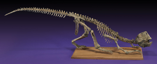 Fine and complete dinosaur skeleton, Psittacosaurus sp., Cretaceous, Central Asia, 39 in. long, est. $10,000-$12,000. I.M. Chait image.