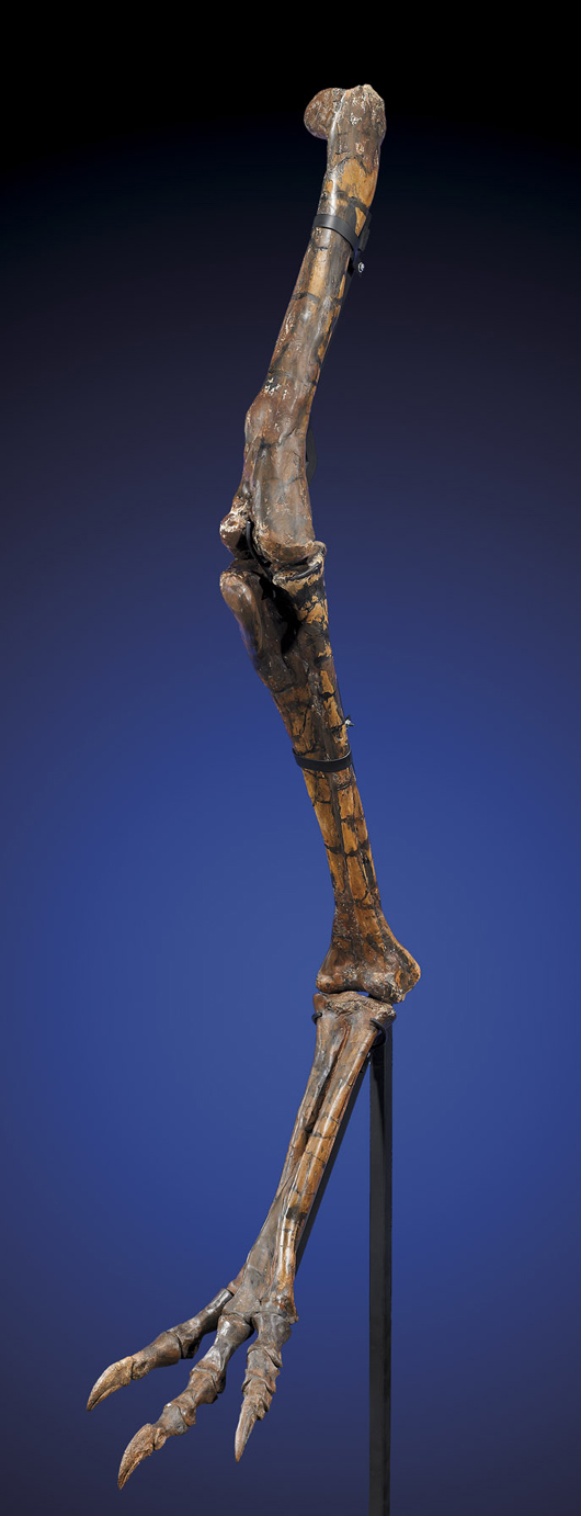 Leg from Tarbosaurus bataar (relative to the Tyrannosaurus), approx. 70 to 65 million years old, 79¾ in. long, est. $20,000-$25,000. I.M. Chait image.