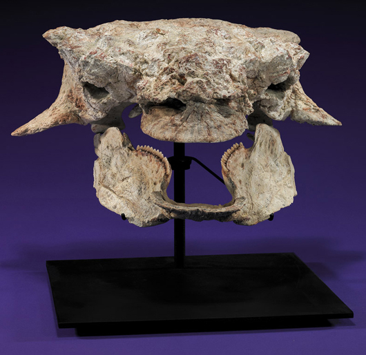 Skull of Ankylosaurid (“dragon”), Cretaceous, Maastrichtian stage, 15½ in. wide, 12 in. high overall, est. $30,000-$40,000. I.M. Chait image.