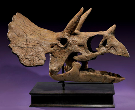 Baby Triceratops prorsus skull – “Samantha” – approx. 68-65 million years old, found at Hell Creek Formation, Montana; skull measuring 36 in. long, 22 in. wide, est. $60,000-$80,000. I.M. Chait image.