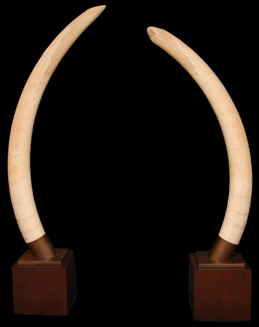 Pair of impressive and large elephant ivory tusks on stands, each weighing just under 100 lbs. (est. $75,000-$100,000). Image courtesy of Elite Decorative Arts.