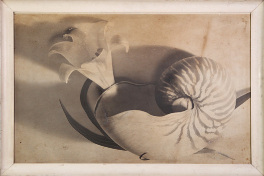 Attributed to Imogen Cunningham, botanical nautilus, photograph, 24 1/2 inches x 38 1/2 inches (sight), 28 1/2 inches x 42 1/2 inches (frame). Purchased in 1961 by Marian Durcorsky in Seattle Washington. Kaminski's image.
