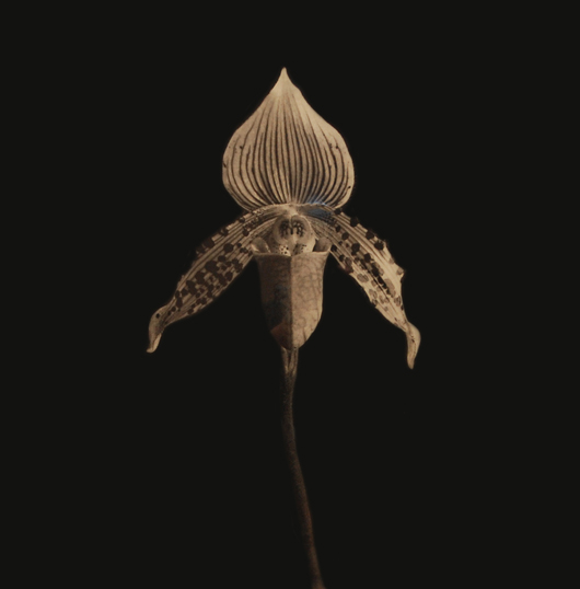 Photogravure titled ‘Orchid’ by Robert Mapplethorpe (1946-1989). Estimate: $8,000-$10,000.