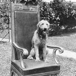 President Warren G. Harding's beloved pet named Laddie Boy. It is said that Laddie Boy was allowed to beg White House guests for food and was a favorite with children who visited President and Mrs. Harding. Ohio Historical Society photo.