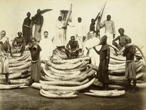 The wanton killing of elephants for their ivory tusks began in Africa in the 1880s. Western traders purchased the ivory from East African natives, as seen in this vintage photograph. The white-suited men depicted center left and right may have been the Zangaki brothers, who based their business in Egypt and Palestine during the last two decades of the 20th century. Public domain image in the United States.