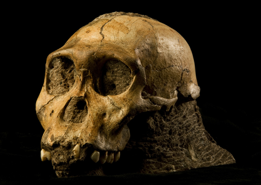 The cranium of Malapa hominid 1 (MH1) from South Africa, named 'Karabo.' The combined fossilized remains of this juvenile male are designated as the holotype for Australopithecus sediba. Photo taken in March 2010 by Brett Eloff. Courtesy Profberger and Wits University, licensed under the Creative Commons Attribution-Share Alike 3.0 Unported, 2.5 Generic, 2.0 Generic and 1.0 Generic license.