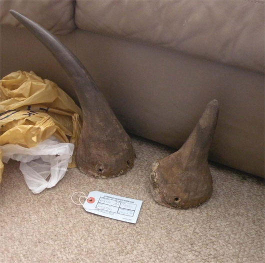 Fake rhino horns seized from the apartment of antiques dealer David Hausman. Photo courtesy of United States Attorney's Office, Southern District of New York.