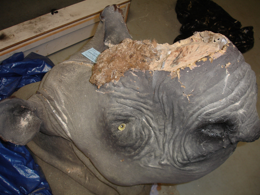 Rhino head whose horn had been removed, seized from the apartment of antiques dealer David Hausman. Photo courtesy of United States Attorney's Office, Southern District of New York.