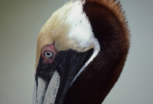 Brown pelican, by Roger Tory Peterson. Image courtesy of Guernsey’s.