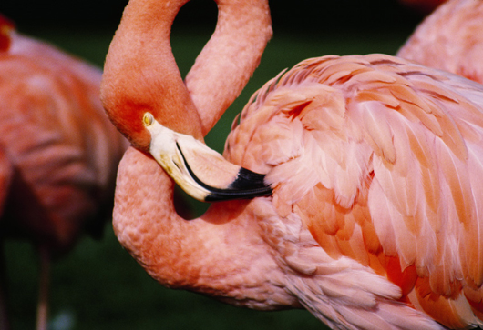 Greater flamingo, by Roger Tory Peterson. Image courtesy of Guernsey’s.