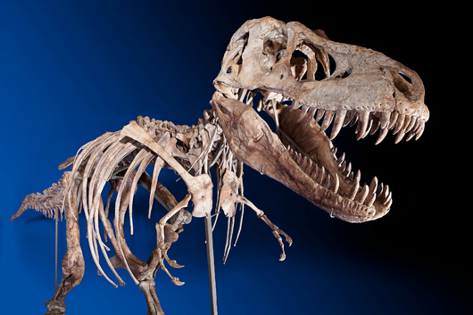 Skeleton of tyrannosaurus bataar. Image courtesy of Heritage Auctions.