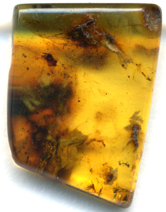 Typical amber specimen with a number of indistinct insect inclusions. Image by John Alan Elson. This file is licensed under the Creative Commons Attribution-Share Alike 3.0 Unported, 2.5 Generic and 1.0 Generic license.