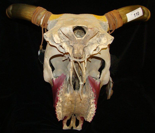 One of several steer heads from the collection of the late William “Wild Bill” Melton. TAC Auctions image.