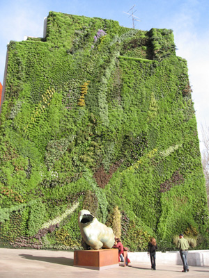 This wall of living plants, designed by Patrick Blanc at Caixa Forum near Atocha station in Madrid, had held the record as the largest vertical garden. Image by Cillas. This file is licensed under the Creative Commons Attribution-Share Alike 3.0 Unported, 2.5 Generic, 2.0 Generic and 1.0 Generic license.