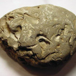 Fossil found in New York state. Image courtesy of LiveAuctioneers.com Archive and Carrolls Auctioneers & Appraisers.
