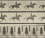 Eadweard Muybridge, ‘Animal Locomotion,’ 1872-1885, a collection of 50 collotypes, £15,000-20,000. Bloomsbury image.