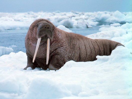 A walrus on the ice in the Bering Sea off Alaska. Image courtesy Wikimedia Commons.