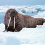 A walrus on the ice in the Bering Sea off Alaska. Image courtesy Wikimedia Commons.