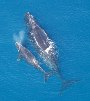 North Atlantic right whale mother and calf. Image courtesy Wikimedia Commons.