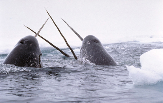 Narwhals 'tusking' in Arctic waters. Image by Glenn Williams, courtesy of Wikimedia Commons.