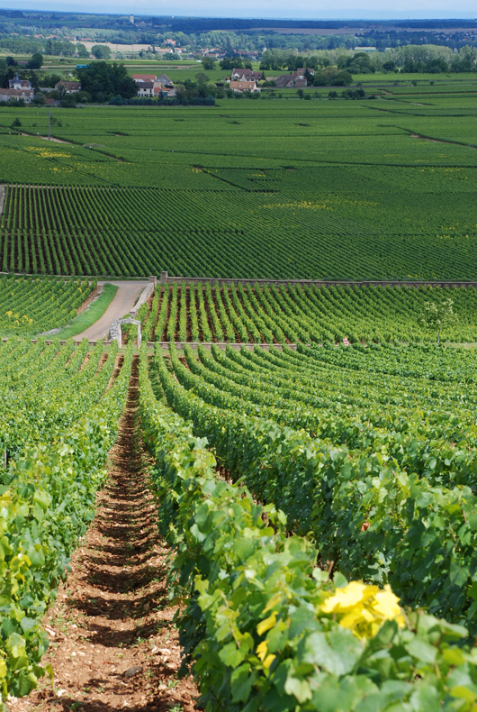The vineyards of Chevalier-Montrachet, Montrachet and Batard-Montrachet in Puligny-Montrachet, Burgundy, France. Image by Joncaves, courtesy of Wikimedia Commons.
