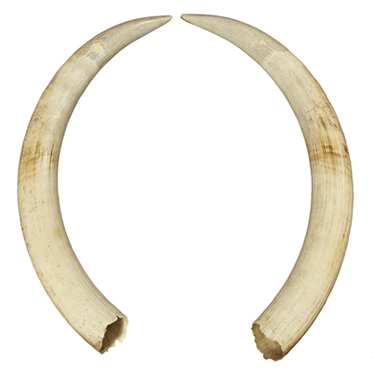 Pair of large mid-20th century elephant ivory tusks, uncarved, 49 inches from tip-to-tip. Crescent City Auction Gallery.