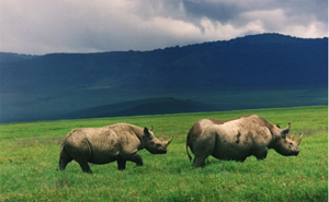 Black rhinos in Tanzania. Image by Brocken Inaglory. This file is licensed under the Creative Commons Attribution-Share Alike 3.0 Unported, 2.5 Generic, 2.0 Generic and 1.0 Generic license.