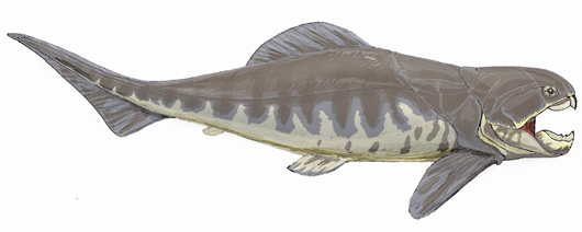 Dunkleosteus 'intermedius,' based on a skeletal drawing from B. Dean. Image by Creator:Dmitry Bogdanov. This file is licensed under the Creative Commons Attribution 3.0 Unported license.
