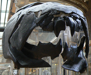 Front view of a Dunkleosteus skull at the Musée National d'Histoire Naturelle, Paris. LadyofHats image, courtesy of Wikimedia Commons.