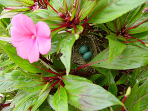 Bird's eggs, such as these colorful robin's eggs, are a popular decorating theme this spring. Photo copyright Catherine Saunders-Watson. Used by permission.