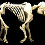 Elephant Skeleton, prepared and articulated by Skulls Unlimited International. Provided by Skimsta, licensed under the Creative Commons CC0 1.0 Universal Public Domain Dedication.