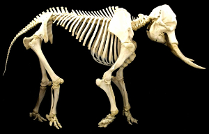 Elephant Skeleton, prepared and articulated by Skulls Unlimited International. Provided by Skimsta, licensed under the Creative Commons CC0 1.0 Universal Public Domain Dedication.