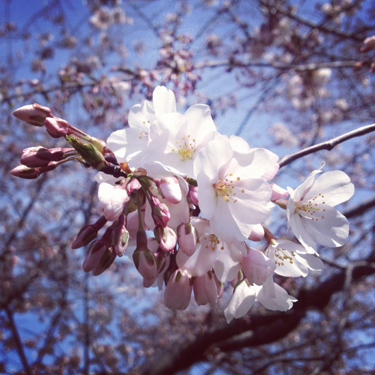  Closeup of cherry blossoms and buds. Photo by Tiffany Moy.