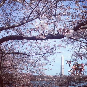 The Washington Monument visible through the blooming cherry trees in Washington DC. Photo by Tiffany Moy.