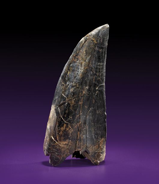 Tyrannosaurs rex tooth, origin Hell Creek Formation, Wibaux County, Montana. Estimate $6,000-$8,000. I.M. Chait image.