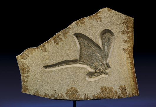 Pterodactyl fossilized in limestone slab, origin Solnhofen, Bavaria, Germany. Estimate $70,000-$80,000. I.M. Chait image.