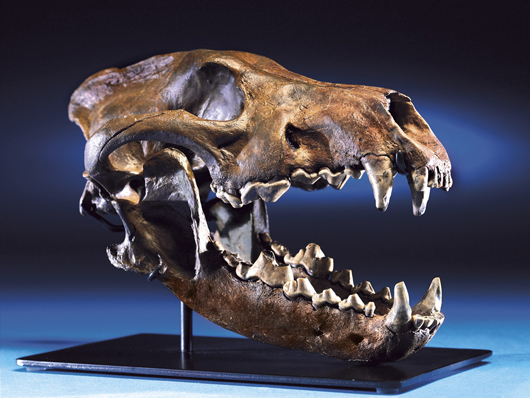 Extremely rare giant dire wolf skull from Rancho La Brea Formation, Kern County, California, ex George Lee Collection. Estimate $60,000-$80,000. I.M. Chait image.
